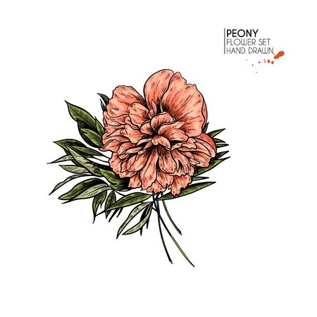 Hand drawn autumn flowers. Peony flower. Vintage colored engraved art. Botanical illustration. Good for flower shop, Halloween decoration, tattoo, package design, floristic bouquetのイラスト素材
