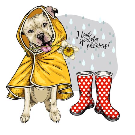 Hand drawn pit bull terrier with yellow raincoat and gumboots. Vector spring greeting card. Cute colorful dog with daffodil flower. love spring rain. Lovely pet portrait. Poster, banner, flyer designのイラスト素材