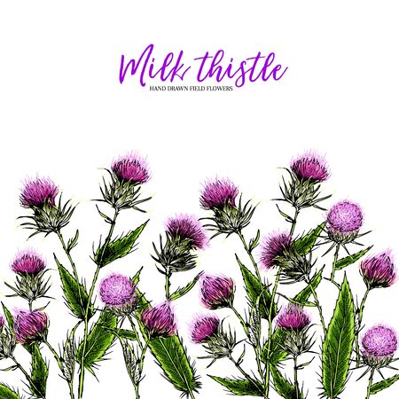 Hand drawn wild flowers. Milk marian thisthle flower. Medical herb. Colored engraved art. Vector composition. Good for cosmetics, medicine, treating, aromatherapy, nursing, package design health careのイラスト素材