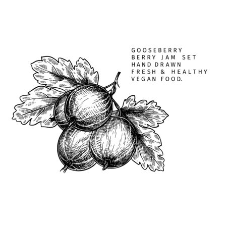 Hand drawn gooseberry branch, leaf and berry. Engraved vector illustration. Dewberry agriculture plant. Summer harvest, jam or mamalade vegan ingredient. Menu, package, cosmetic and food designのイラスト素材
