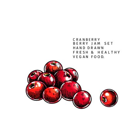 Hand drawn cranberry branch, leaf and berry. Engraved colored vector illustration. Cowberry, blueberry plant. Summer harvest, jam or mamalade vegan ingredient. Menu, package, cosmetic and food designのイラスト素材