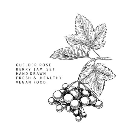 Hand drawn guelder rose branch, leaf and berry. Engraved vector illustration. Virginity agriculture plant. Summer harvest, jam or marmalade vegan ingredient. Menu, package, cosmetic and food designのイラスト素材