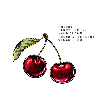 Hand drawn cherry branch, leaf and berry. Engraved colored vector illustration. Bird berry...