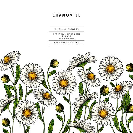 Hand drawn wild hay flowers. Chamomile daisy flower. Medical herb. Colored engraved art. Border composition. Good for cosmetics, medicine, treating, aromatherapy, nursing, package design health careのイラスト素材
