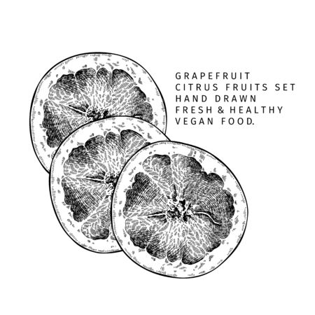 Hand drawn grapefruit fruit and leaf. Engraved vector illustration. Sweet citrus exotic plant. Summer harvest, jam or marmalade vegan ingredient. Menu, package, cosmetic, food designのイラスト素材