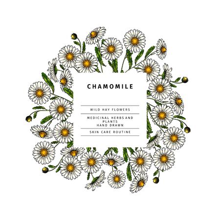 Hand drawn wild hay flowers. Chamomile daisy flower. Medical herb. Colored engraved art. Round composition. Good for cosmetics, medicine, treating, aromatherapy, nursing, package design health careのイラスト素材