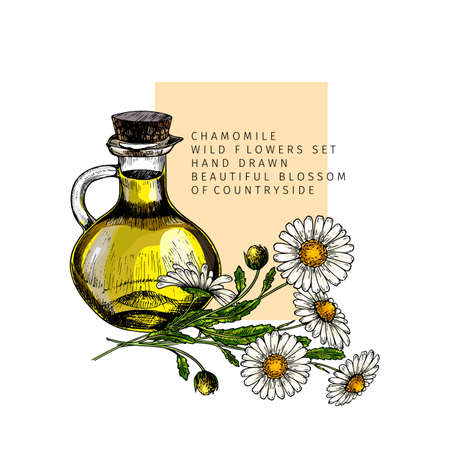 Hand drawn set of essential oils. Vector colored camomile flower. Medicinal herb with glass dropper bottle. Engraved art. For cosmetics, medicine, treating, aromatherapy, package design healthcareのイラスト素材