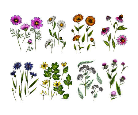 Hand drawn wild hay flowers. Medical herbs and plants. Colored Calendula, Chamomile, Cornflower, Celandine, Cosmos, Yarrow, Thistle, Echinacea. Engraved Cosmetic essential oil package herbal medicineのイラスト素材