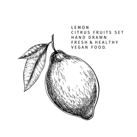 Hand drawn lemon fruit branch. Engraved vector illustration. Sour citrus exotic plant. Summer harvest, jam or cocktail vegan ingredient. Menu, package, cosmetic, food designのイラスト素材