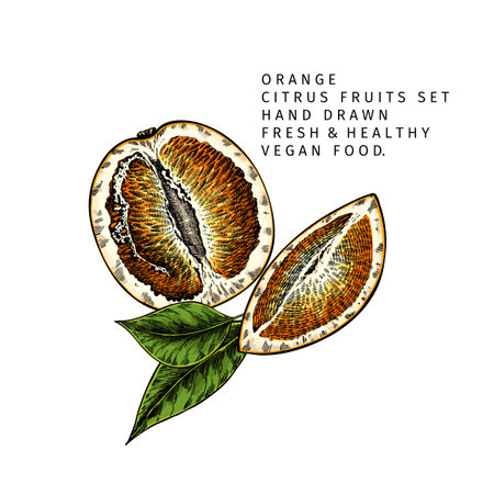 Hand drawn orange fruit slices and leaf. Engraved vector illustration. Sweet citrus exotic plant. Summer harvest, jam or cocktail vegan ingredient. Menu, package, cosmetic, food designのイラスト素材