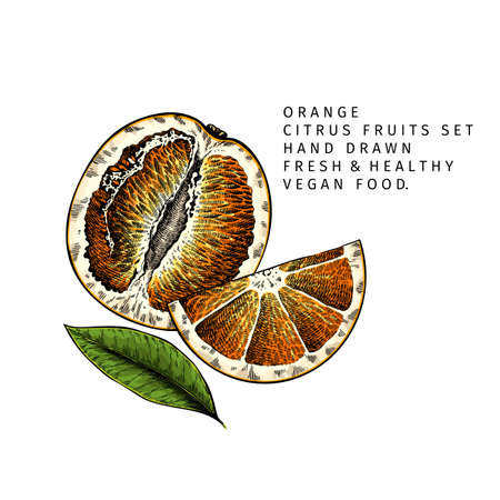 Hand drawn sliced orange fruit and leaf. Engraved vector illustration. Sweet citrus exotic plant. Summer harvest, jam or cocktail vegan ingredient. Menu, package, cosmetic, food designのイラスト素材