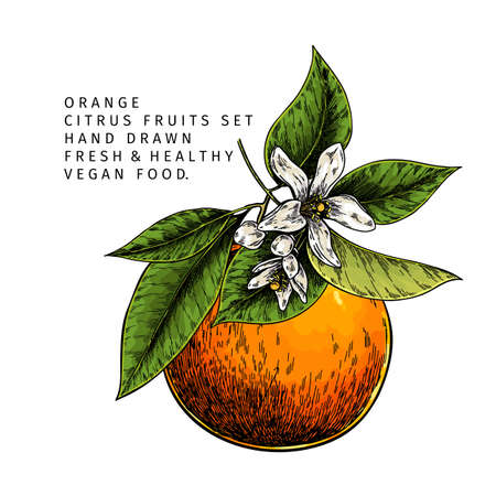 Hand drawn orange fruit and blossom. Engraved vector illustration. Sweet citrus exotic plant. Summer harvest, jam or cocktail vegan ingredient. Menu, package, cosmetic, food designのイラスト素材