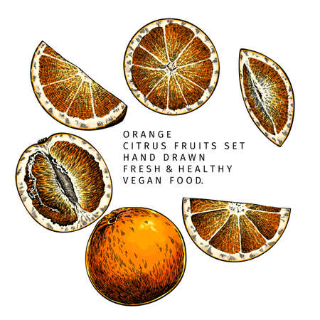 Hand drawn orange fruit whole and sliced. Engraved vector illustration. Sweet citrus exotic plant. Summer harvest, jam or cocktail vegan ingredient. Menu, package, cosmetic, food designのイラスト素材
