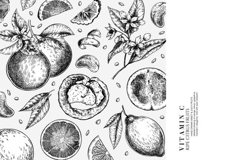 Citrus fruit set. Hand drawn orange, lemon, grapefruit, mandarin, lime, bergamot, leaves with bloosm and branches. Vector engraved composition Restaurant branding, cosmetic package design, menuのイラスト素材