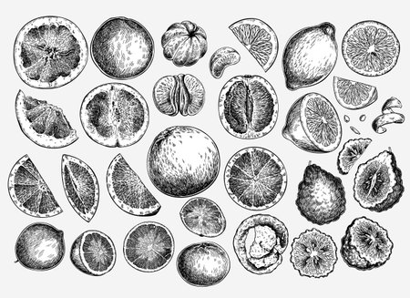 Citrus fruit set. Hand drawn orange, lemon, grapefruit, mandarin, lime, bergamot, leaves with bloosm and branches. Vector engraved icon set. Restaurant branding, cosmetic package design, menuの写真素材