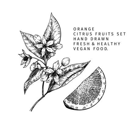 Hand drawn orange fruit and leaf. Engraved vector illustration. Sweet citrus exotic plant. Summer harvest, jam or marmalade vegan ingredient. Menu, package, cosmetic, food designのイラスト素材
