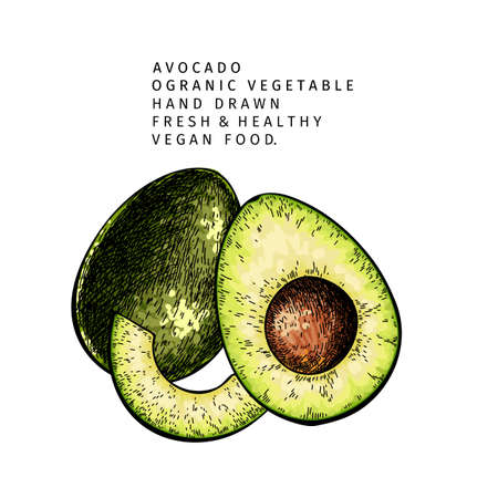 Hand drawn half and sliced avocado. Vector colored engraved illustration. Natural orgainc vegetable. Food healthy ingredient. For cooking, cosmetic package design, medicinal herb, treating, healtcare.のイラスト素材
