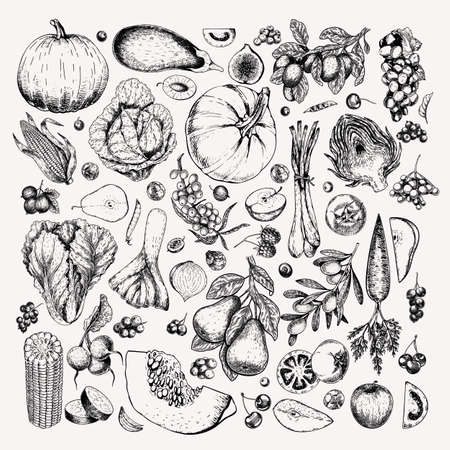 Hand drawn vegetables and fruits. Vector pumpkin, pear,apple, artichoke, plum, grape, tomato, onion, cherry, gooseberry blackberry. Engraved illustration. Menu flyer package design.の写真素材