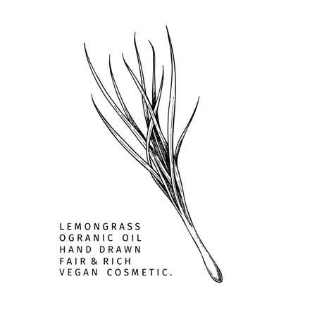 Hand drawn lemongrass branch. Vector floral engraved illustration. Cosmetic and medical essential oil. Healthcare, beauty ingredient. Cosmetic package design, medicinal herb, treating, aromatherapy.のイラスト素材