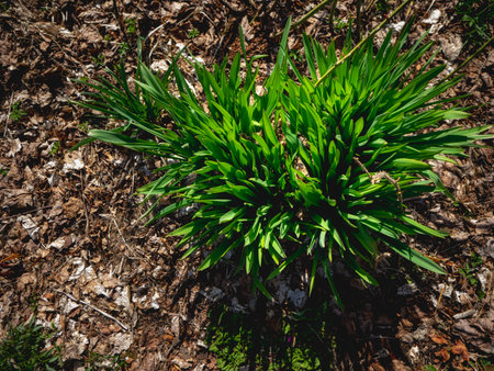 Green sprours on the ground background green