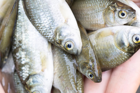 the girl holds a lot of small fresh carp in her hands