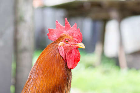 portrait of a beautiful large rooster in the summer on the village dvoreyの写真素材