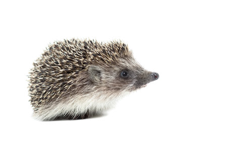 small curious hedgehog isolated on a white backgroundの写真素材