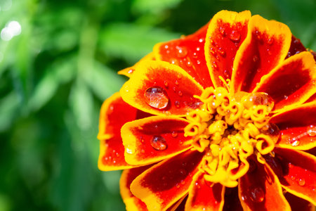 flower background, beautiful and bright flower TagÃ©tesの写真素材