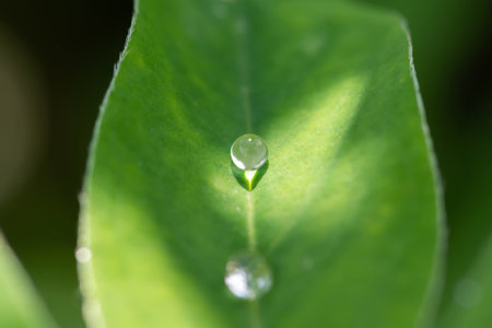 a drop of dew, illuminated by the sun's rays, lies on a leaf.の写真素材