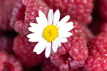 camomile lying on a ripe red raspberry close-up