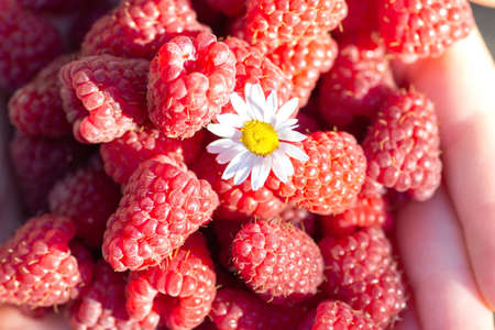 the girl holds a ripe raspberry in her hands on which a chamomile flower is lyingの写真素材