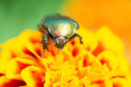 Jacket of roses or green roses (Cetonia aurata) in the palm of your hand