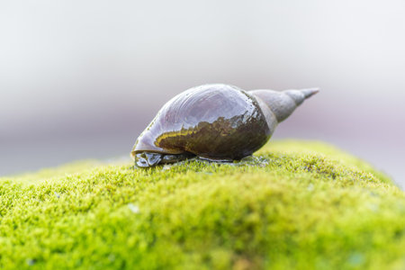a large snail crawls on a stone covered with mossの写真素材