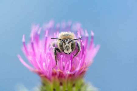 large bee sitting on a flowering Thistle flower, close-up, macro photo
