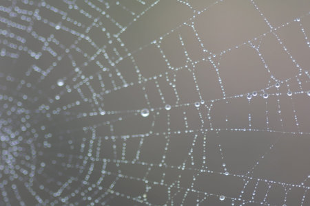 web and little drops of dew located on it