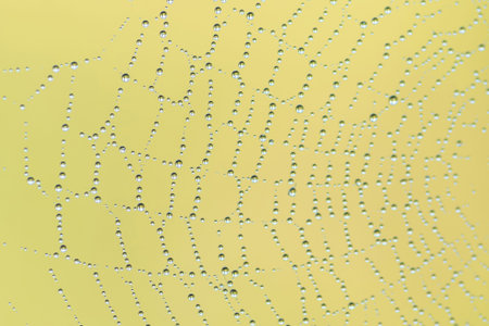 background from the web and little drops of dew located on it