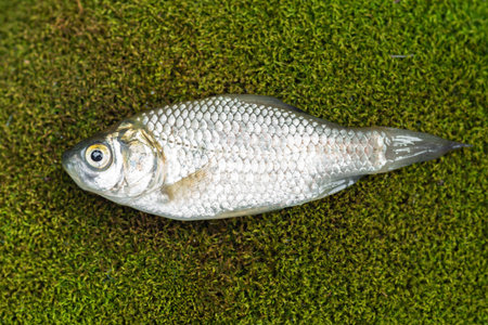 small crucian carp lies on green moss