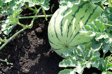 a ripe fresh and juicy watermelon is lying on the groundの写真素材