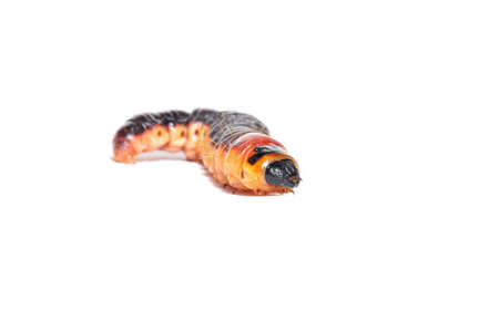 A large orange larva of a goat moth (Cossus cossus), isolated on a white backgroundの写真素材