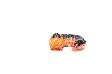 A large orange larva of a goat moth (Cossus cossus), isolated on a white backgroundの写真素材