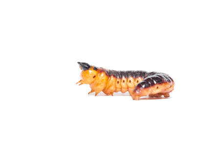 A large orange larva of a goat moth (Cossus cossus), isolated on a white backgroundの写真素材