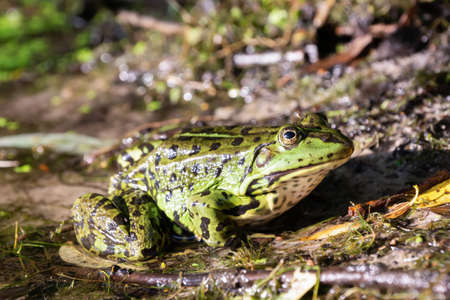 a large green frog came out of the water to the shore for huntingの写真素材