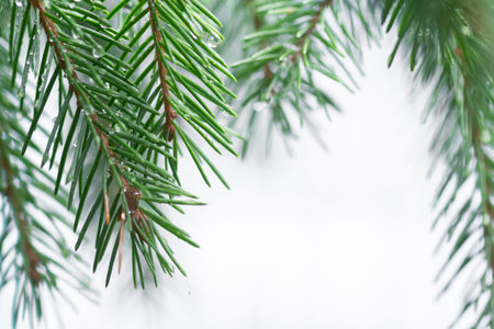 background of pine branches with needles, close-up