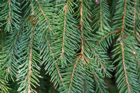 background of pine branches with needles, close-upの写真素材