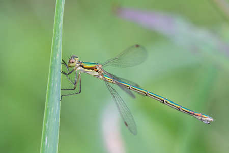 a beautiful green dragonfly with large eyes sits on a dry branchの写真素材