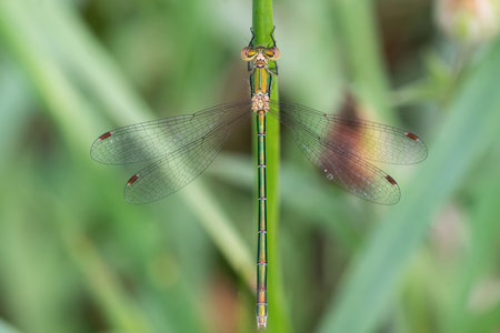 a beautiful green dragonfly with large eyes sits on a dry branch