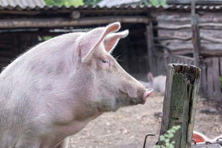 a small piglet stands on its feet and looks over the fence of the penの写真素材