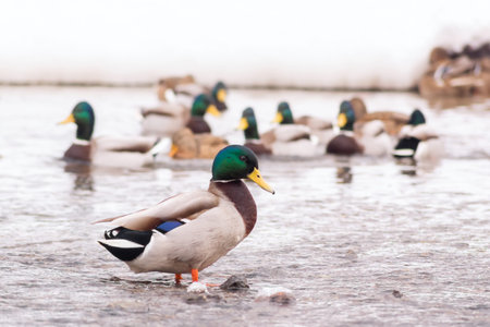 wild ducks walk in the shallow water of the pond in the city parkの写真素材