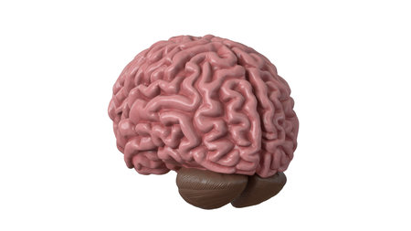 Human brain isolated on white background. 3d illustration