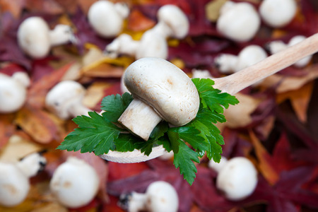 Close-up of champignons on a spoonの写真素材